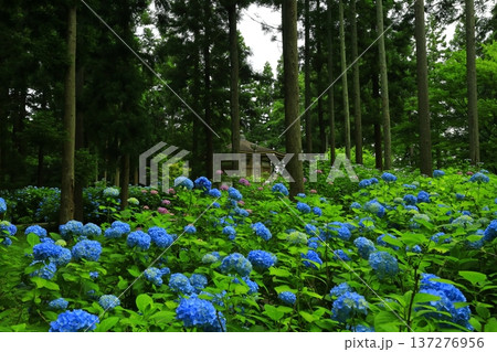 カラフルな紫陽花 カラフルな紫陽花 137276956