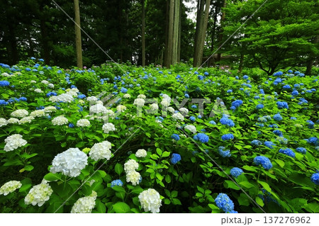 カラフルな紫陽花 カラフルな紫陽花 137276962