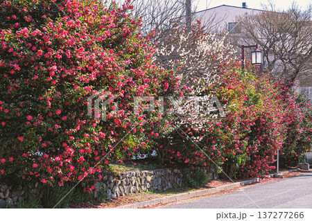 サザンカと梅の垣根 137277266