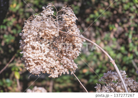 立ち枯れのアジサイの花 137277267
