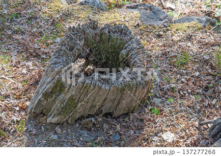 朽ち枯れた切り株のうろ 朽ち枯れた切り株のうろ 137277268