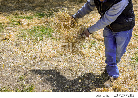 Worker scatters straw from field setting is rural activity supports farming tasks. Worker scatters straw from field setting is rural activity supports farming tasks. 137277293