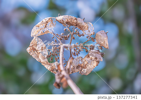 立ち枯れのアジサイの花 137277341