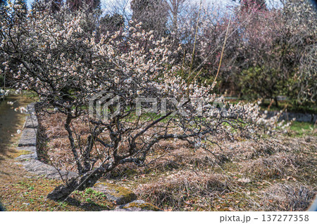 路傍の白梅 137277358