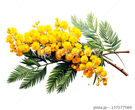 春の光を纏う黄金色の粒、白背景に鮮やかに映えるミモザの枝 137277569
