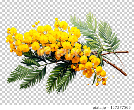 春の光を纏う黄金色の粒、白背景に鮮やかに映えるミモザの枝 137277569