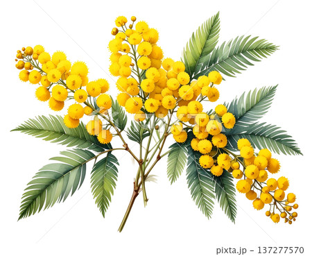 春の光を纏う黄金色の粒、白背景に鮮やかに映えるミモザの枝 137277570