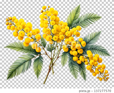 春の光を纏う黄金色の粒、白背景に鮮やかに映えるミモザの枝 137277570