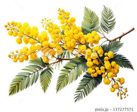 春の光を纏う黄金色の粒、白背景に鮮やかに映えるミモザの枝 137277571