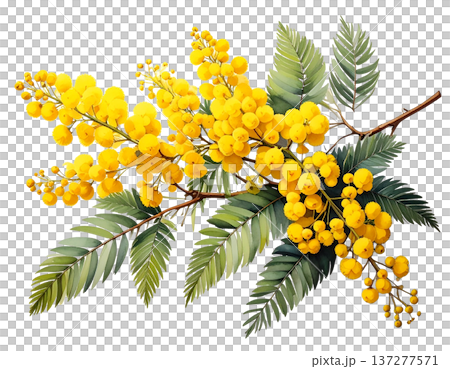 春の光を纏う黄金色の粒、白背景に鮮やかに映えるミモザの枝 137277571