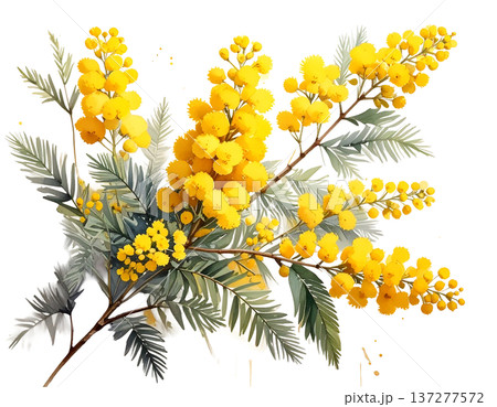 春の光を纏う黄金色の粒、白背景に鮮やかに映えるミモザの枝 137277572