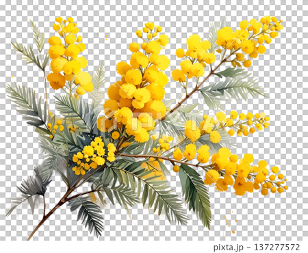 春の光を纏う黄金色の粒、白背景に鮮やかに映えるミモザの枝 137277572