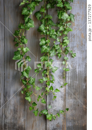 木の壁に垂れるアイビーのつる ナチュラル背景 137277929