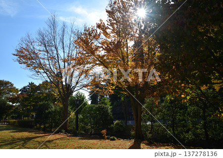 偕楽園もみじ谷の紅葉 2025-11-8 #24 偕楽園もみじ谷の紅葉 2025-11-8 #24 137278136