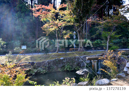 偕楽園もみじ谷の紅葉 2025-11-8 #27 偕楽園もみじ谷の紅葉 2025-11-8 #27 137278139