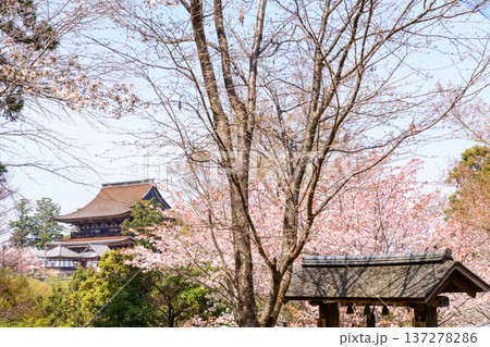 吉水神社より観る山桜と金峯山寺蔵王堂　奈良県吉野山 137278286