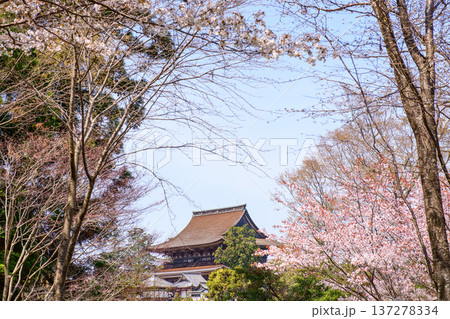 吉水神社より観る山桜と金峯山寺蔵王堂 奈良県吉野山 吉水神社より観る山桜と金峯山寺蔵王堂 奈良県吉野山 137278334