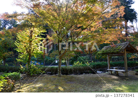 偕楽園もみじ谷の紅葉 2025-11-8 #32 偕楽園もみじ谷の紅葉 2025-11-8 #32 137278341