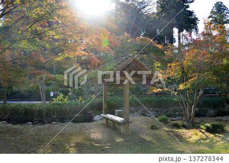 偕楽園もみじ谷の紅葉 2025-11-8 #35 偕楽園もみじ谷の紅葉 2025-11-8 #35 137278344