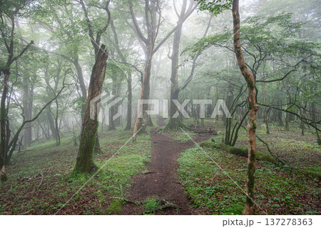 霧に包まれる登山道　三国山 137278363