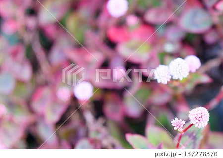 ヒメツルソバの小さな花 137278370