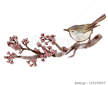 桜の枝にとまるウグイス（墨ペン水彩風） 137278557