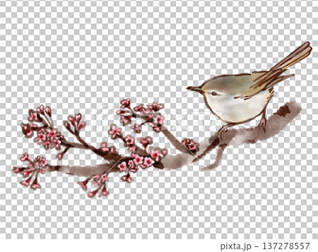 桜の枝にとまるウグイス（墨ペン水彩風） 137278557