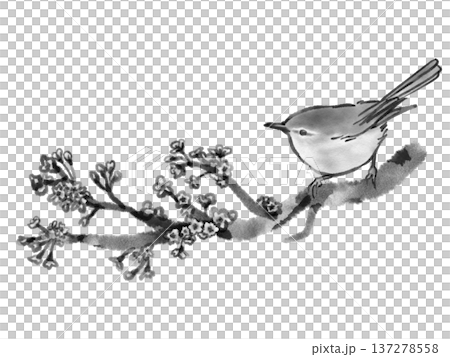 桜の枝にとまるウグイス（墨絵風） 137278558