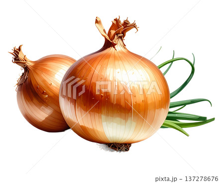 瑞々しい旬の輝き、白背景に映える新鮮な玉ねぎの詰め合わせ 137278676
