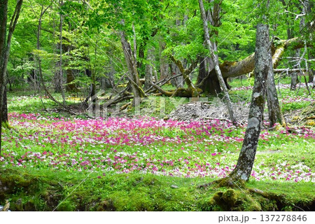 栃木県・初夏の中禅寺湖畔・クリンソウ群生地 栃木県・初夏の中禅寺湖畔・クリンソウ群生地 137278846