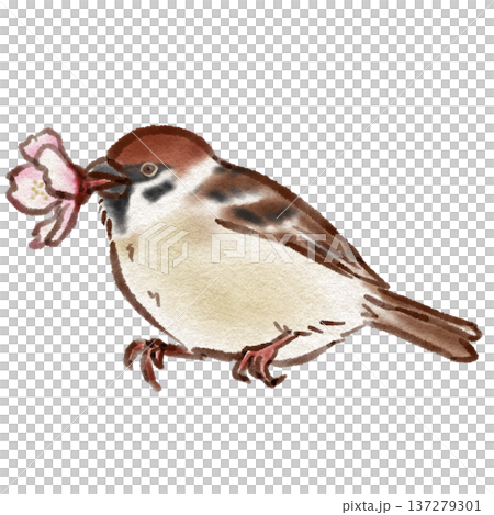 Flower Trumpet Sparrow (ink pen watercolor style) Flower Trumpet Sparrow (ink pen watercolor style) 137279301