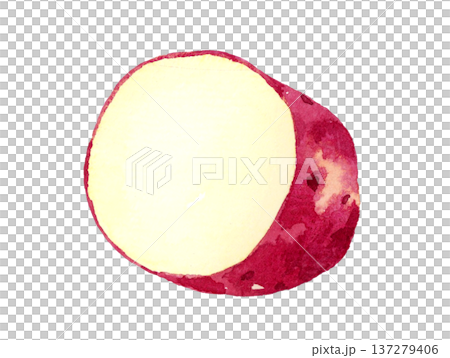 Sweet potato cut in half - hand-drawn watercolor illustration of vegetables Sweet potato cut in half - hand-drawn watercolor illustration of vegetables 137279406