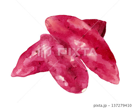 サツマイモのセット　野菜の手描き水彩イラスト素材 137279410