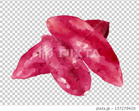 サツマイモのセット　野菜の手描き水彩イラスト素材 137279410