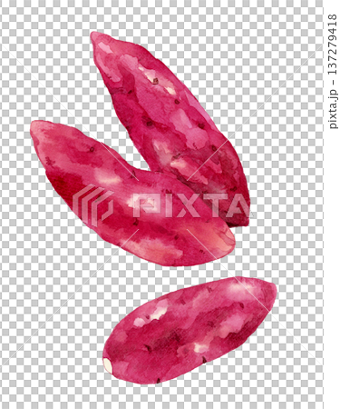 Sweet potato set - hand-drawn watercolor illustration of vegetables 137279418