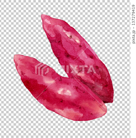 サツマイモのセット 野菜の手描き水彩イラスト素材 サツマイモのセット 野菜の手描き水彩イラスト素材 137279419