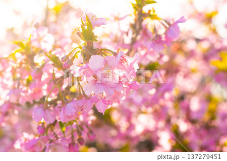 晴れた日の桜⑥ 137279451