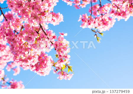 晴れた日の桜⑭ 137279459