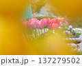 チューリップ 137279502