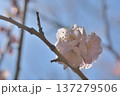 白梅 137279506
