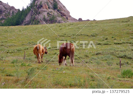 モンゴル 放牧風景 草原のモウコノウマと牛 モンゴル 放牧風景 草原のモウコノウマと牛 137279525