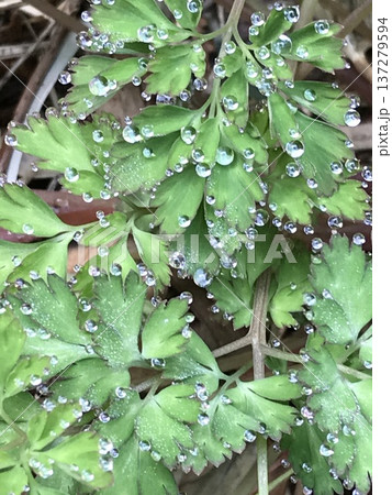 朝のムラサキケマンの水滴 137279594
