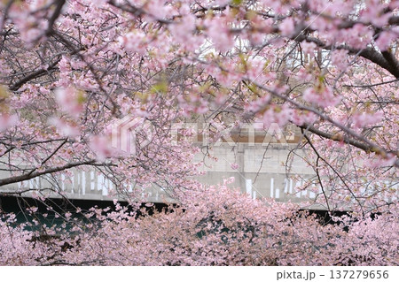 桜の中の鉄橋 桜の中の鉄橋 137279656