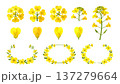 菜の花の画像素材 137279664