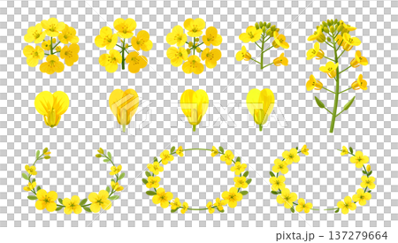 油菜花圖片素材 137279664