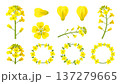 菜の花の画像素材 137279665
