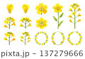 菜の花の画像素材 137279666