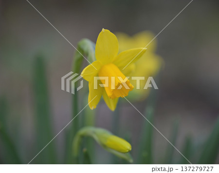 雨上がりに咲く黄水仙のクローズアップ 137279727