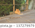 暖かな夕光に照らされる猫のお尻としっぽ, 街角の野良猫 137279979