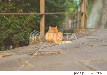 暖かな夕光に照らされる猫のお尻としっぽ, 街角の野良猫 暖かな夕光に照らされる猫のお尻としっぽ, 街角の野良猫 137279979